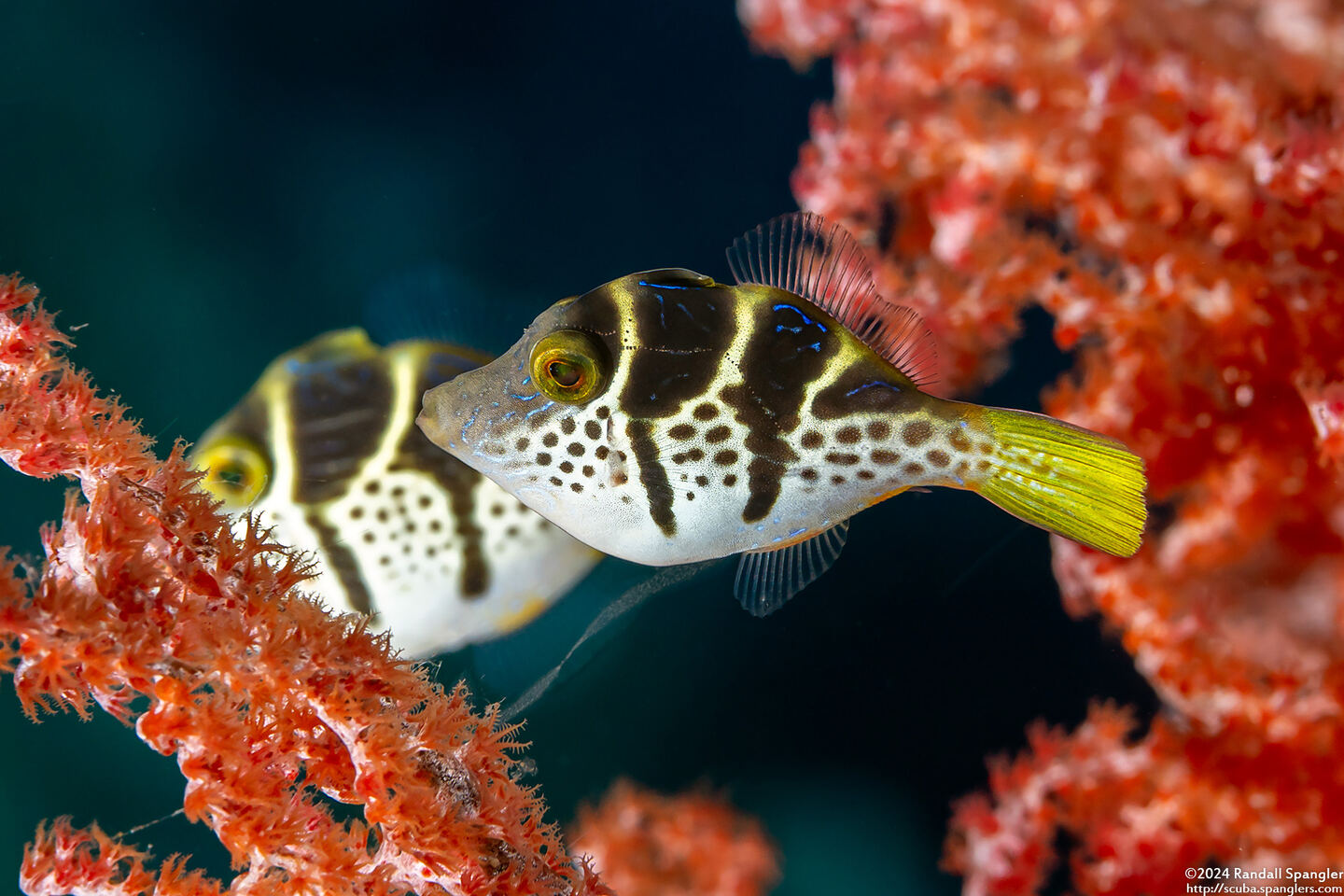 Paraluteres prionurus (Mimic Filefish)