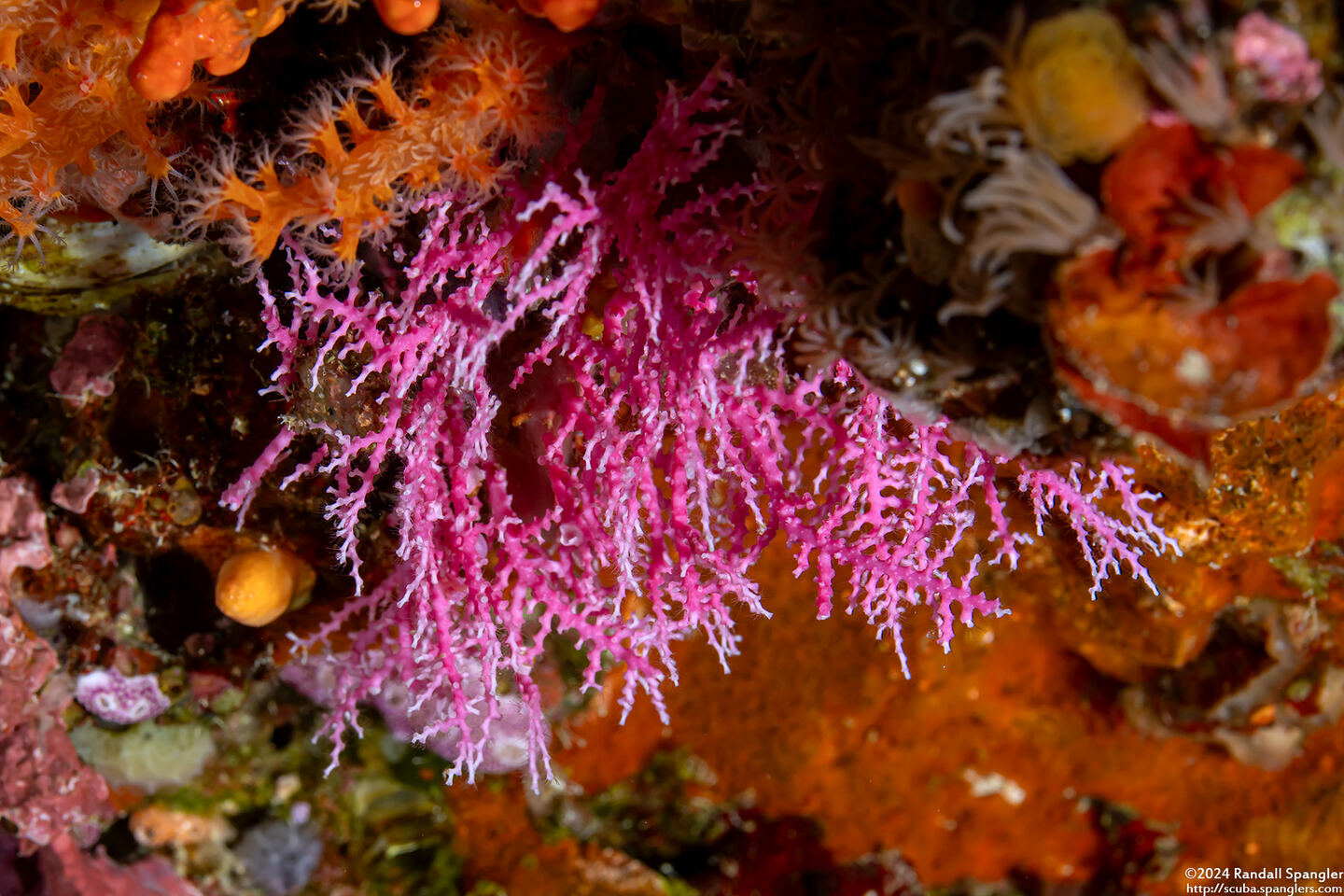 Stylaster gracilis (Pink Lace Coral)