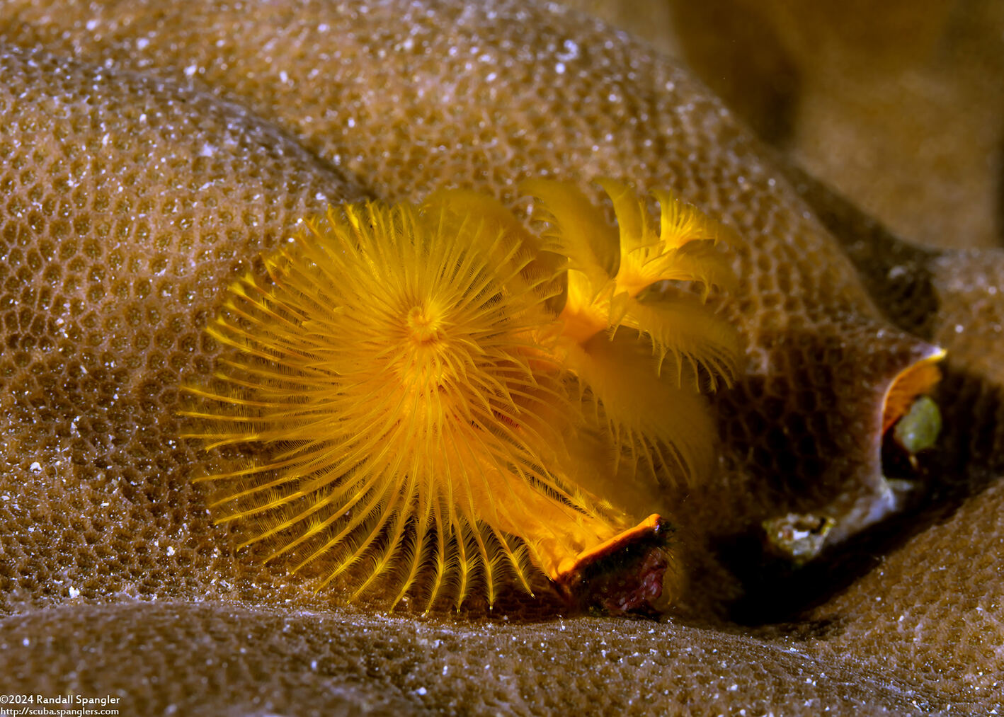 Spirobranchus sp.1 (Christmas Tree Worm)