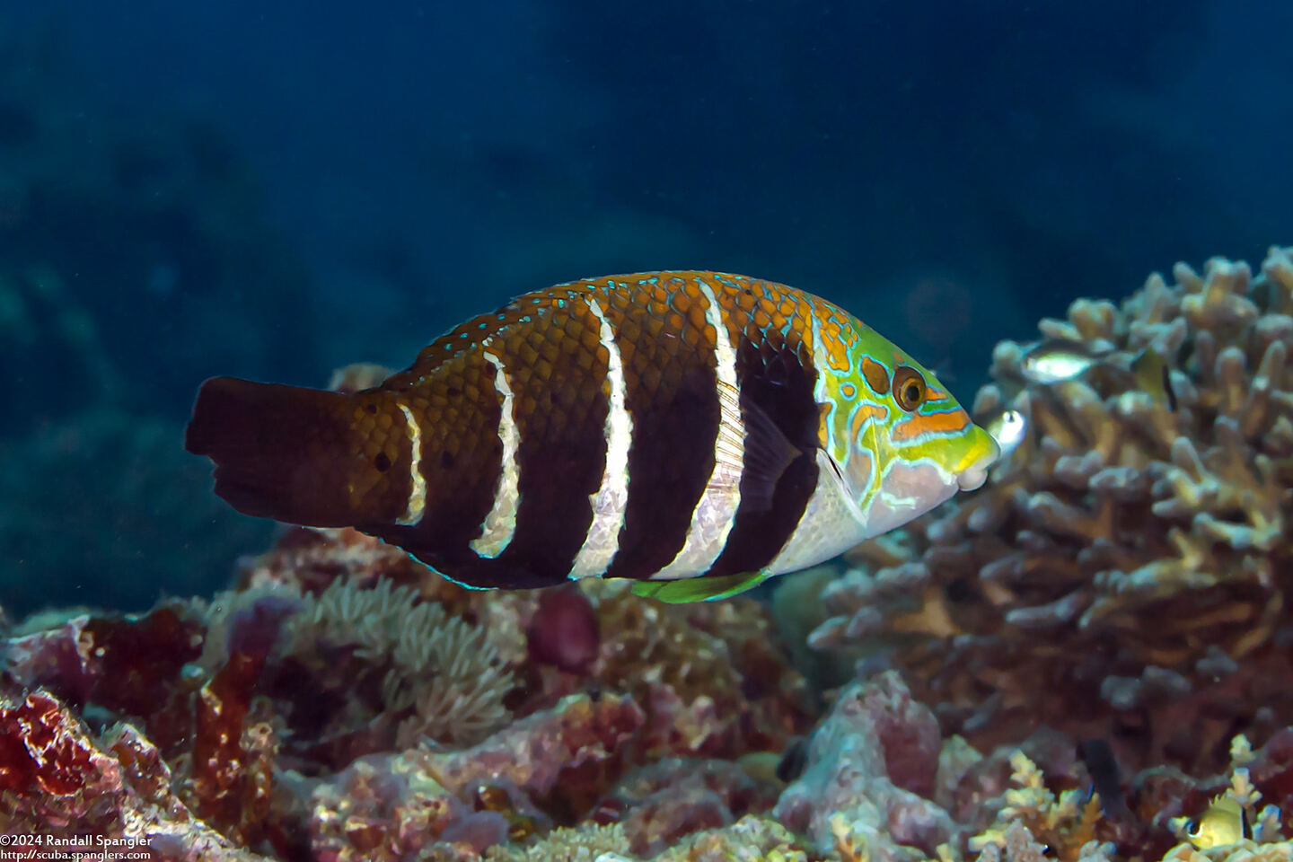 Hemigymnus fasciatus (Barred Thicklip)