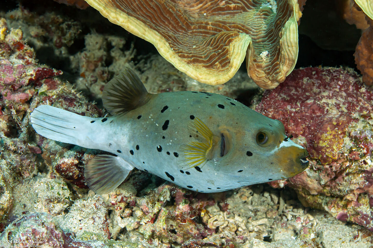 Arothron nigropunctatus (Blackspotted Puffer)