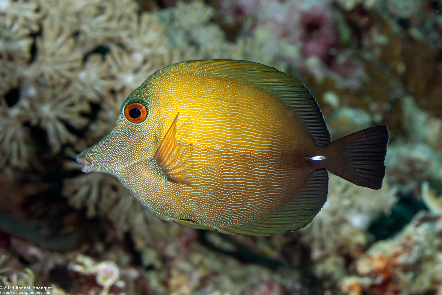 Zebrasoma scopas (Brushtail Tang)