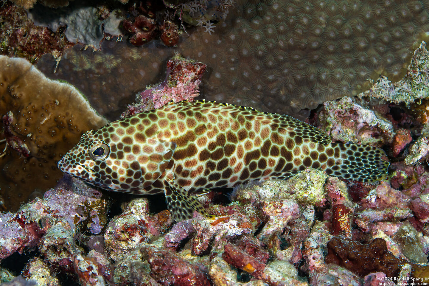 Epinephelus merra (Honeycomb Grouper)