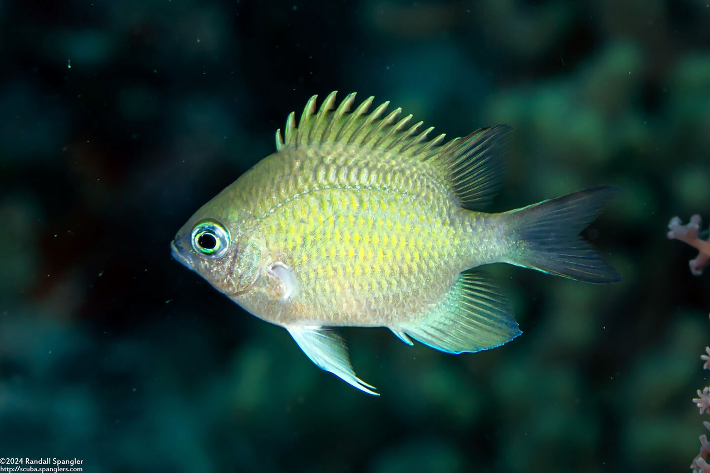 Amblyglyphidodon batunaorum (Batuna's Damsel)