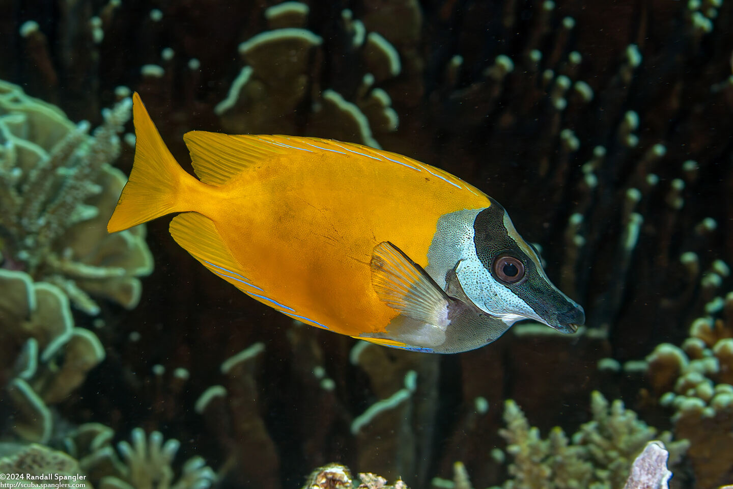 Siganus vulpinus (Foxface Rabbitfish)