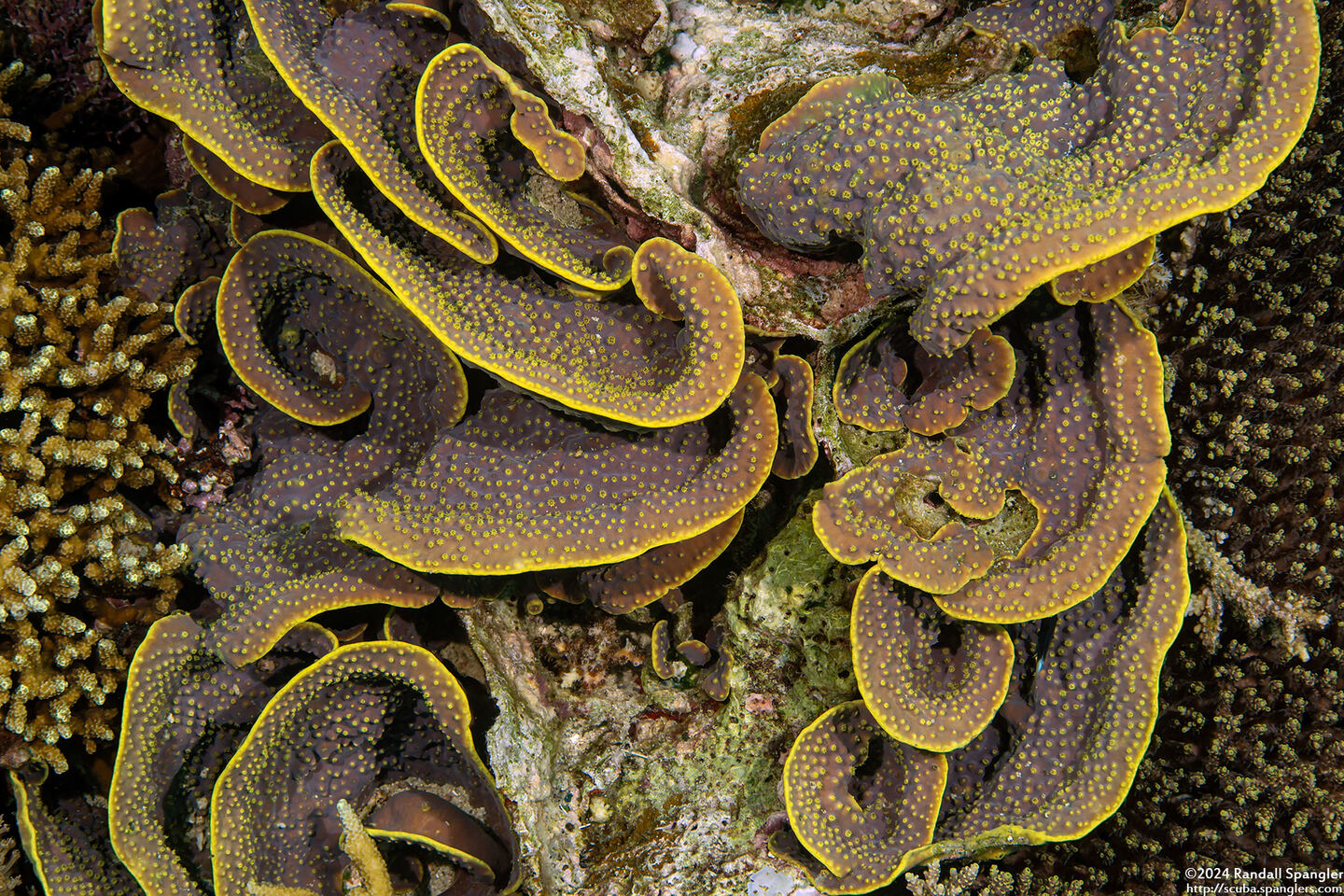 Turbinaria reniformis (Yellow Scroll Coral)