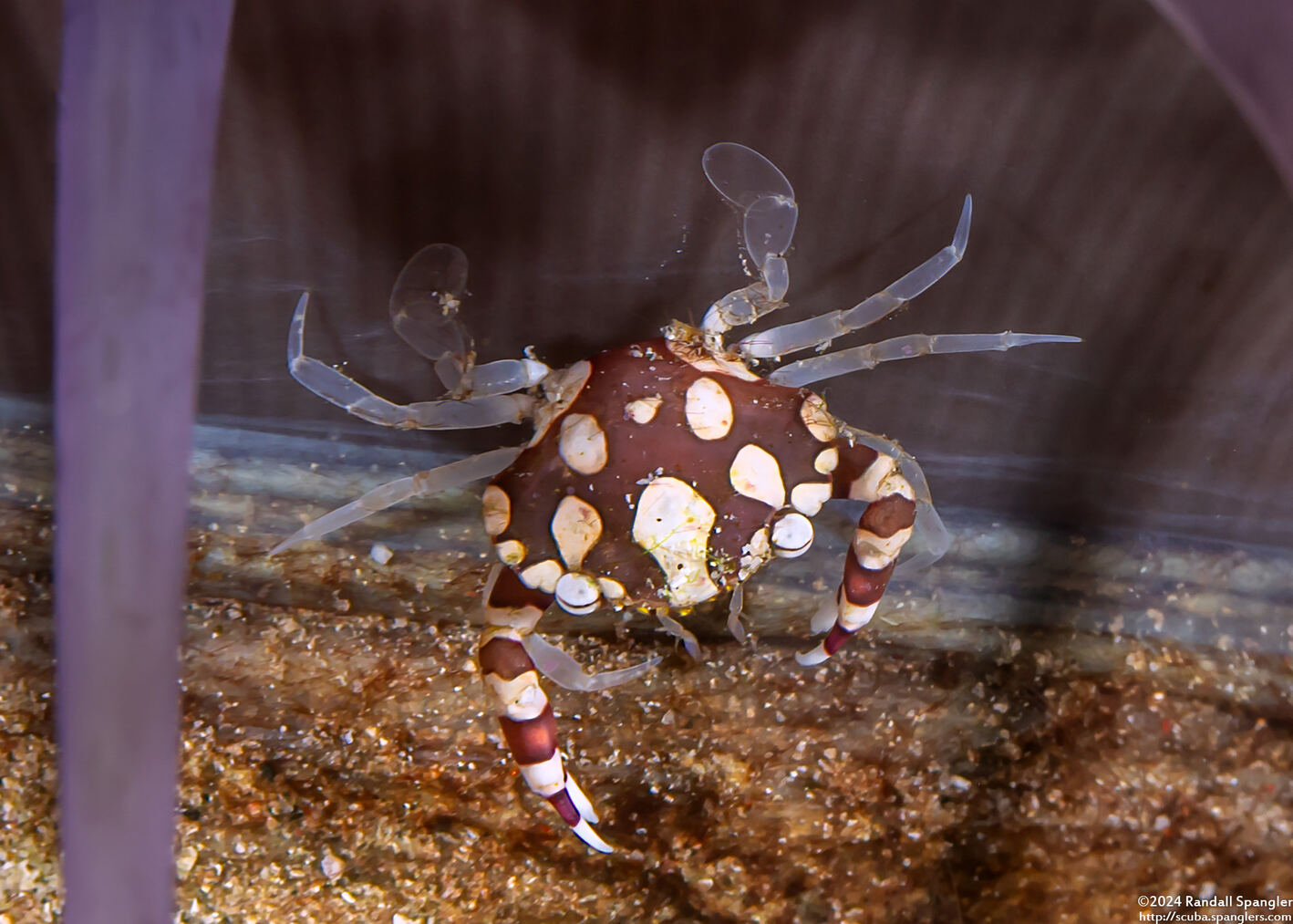 Lissocarcinus laevis (Harlequin Swimming Crab)