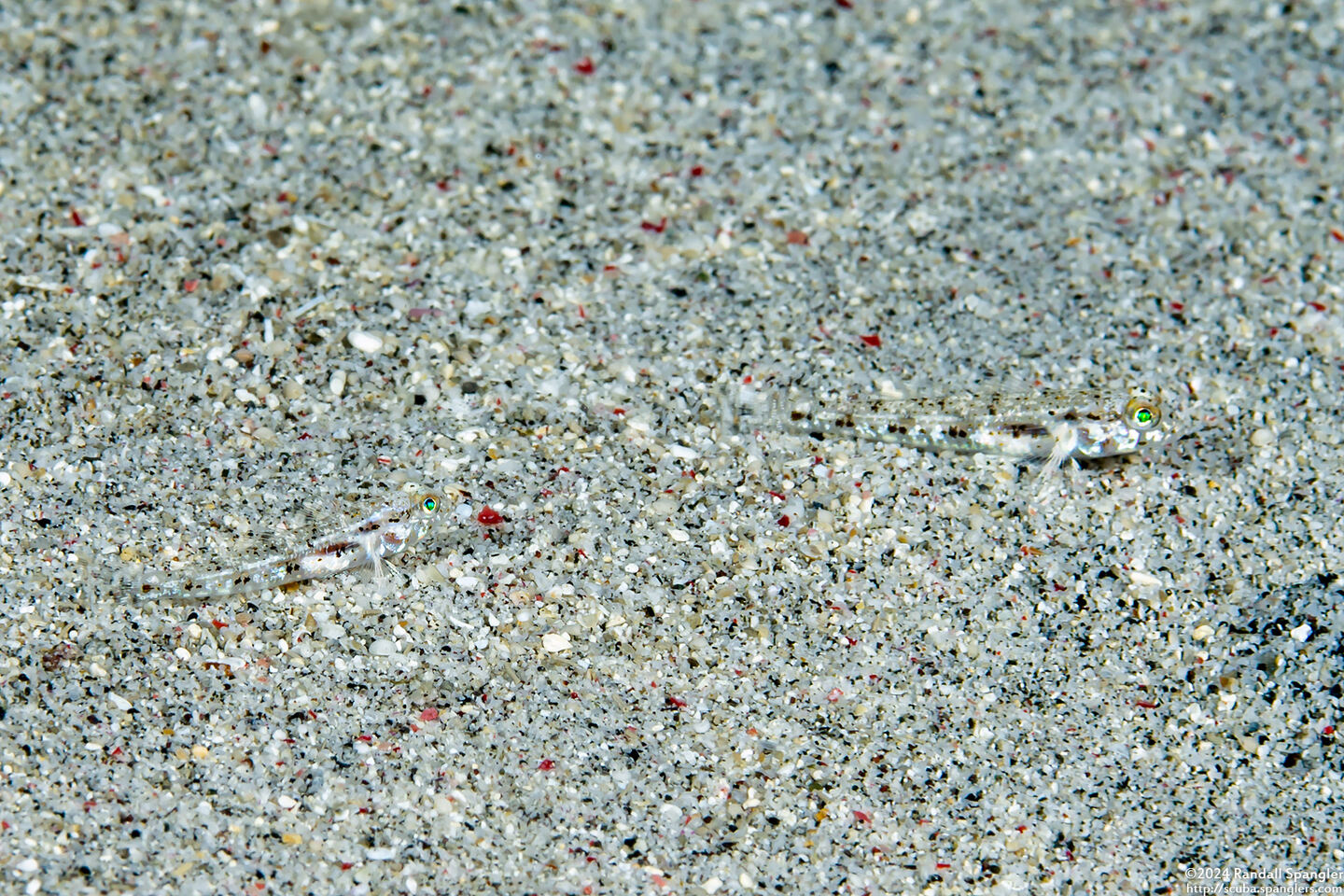 Istigobius nigroocellatus (Black-Spotted Sandgoby)