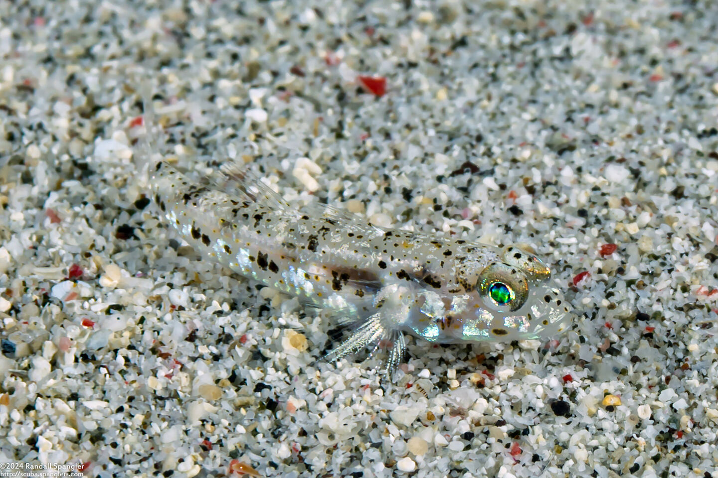 Istigobius nigroocellatus (Black-Spotted Sandgoby)