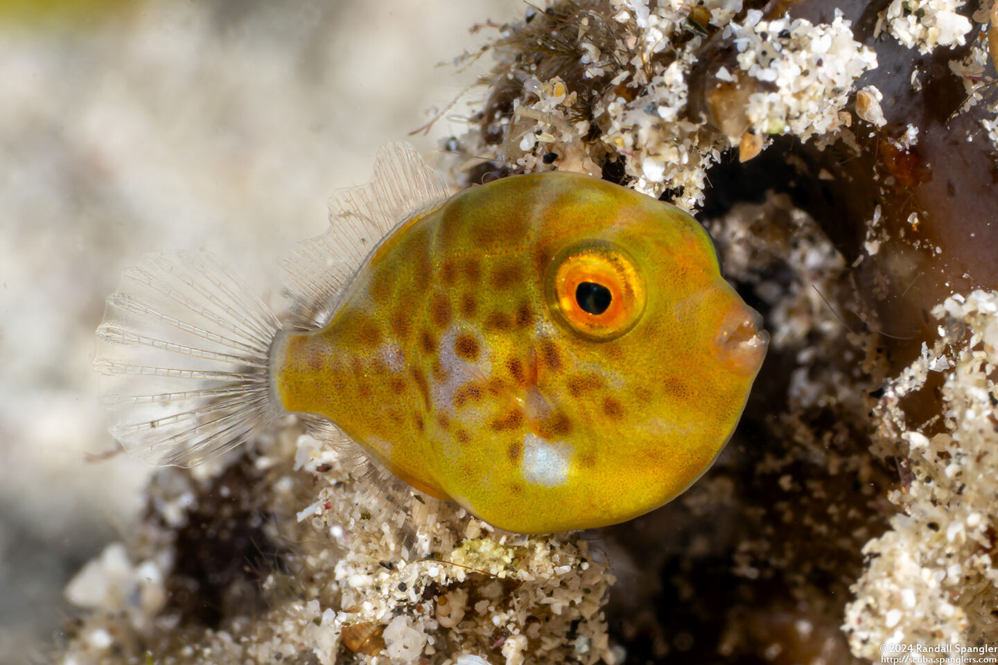 Brachaluteres taylori (Puffer Filefish)