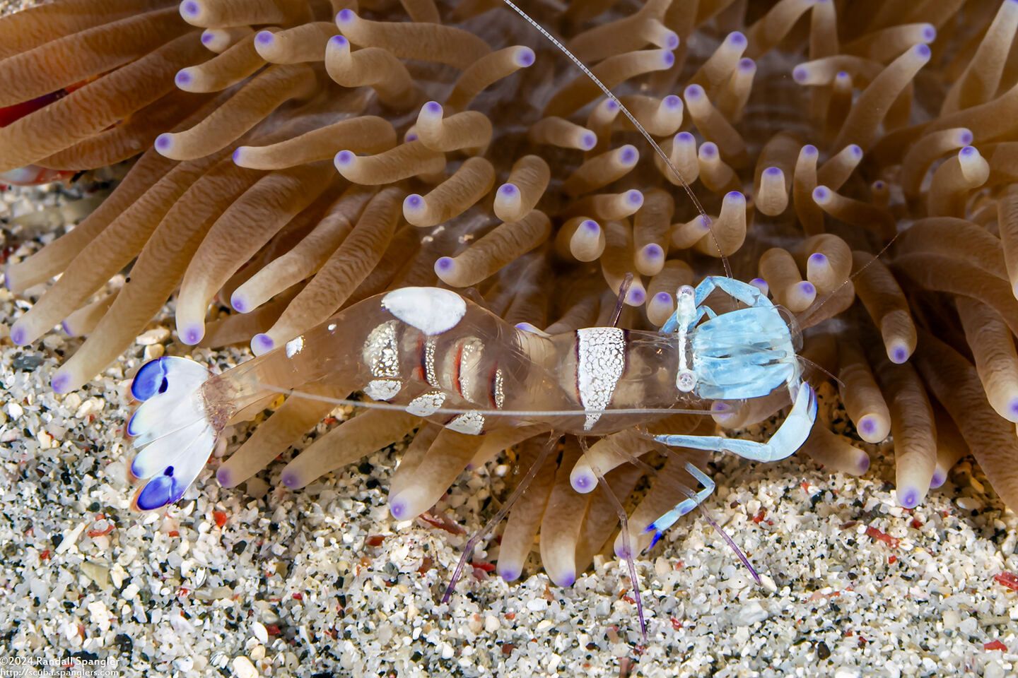 Ancylomenes magnificus (Magnificent Anemone Shrimp)