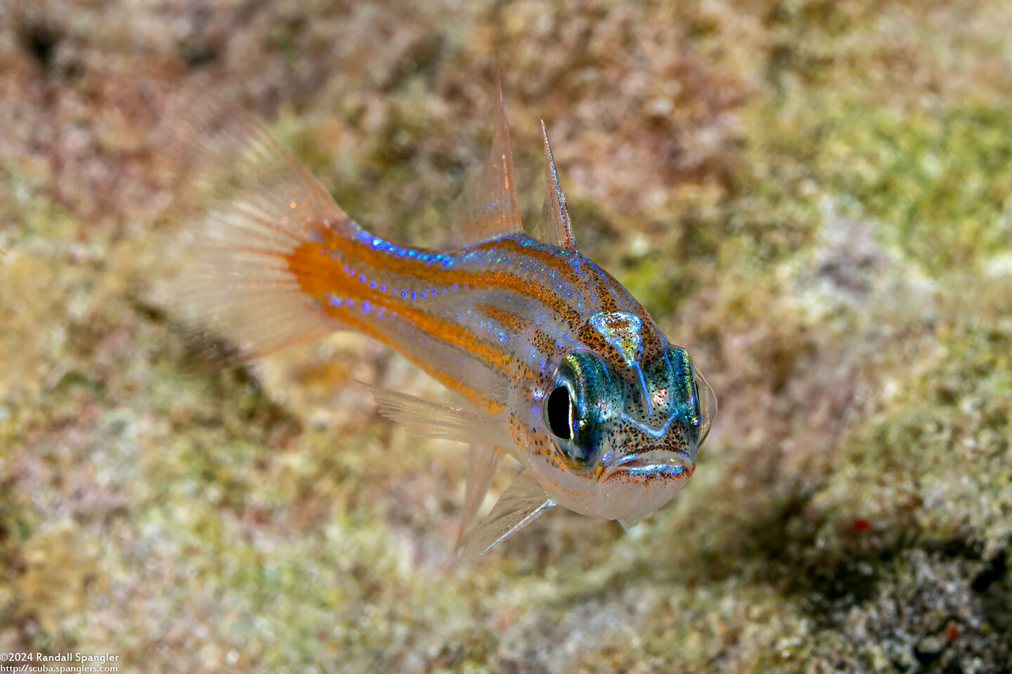 Ostorhinchus rubrimacula (Rubyspot Cardinalfish)