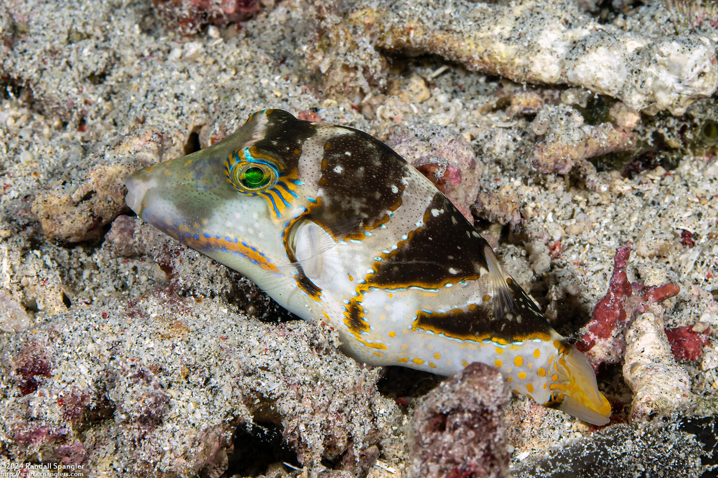 Canthigaster coronata (Crowned Toby)