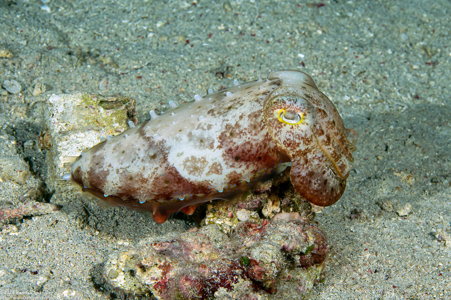 Sepia latimanus (Broadclub Cuttlefish)