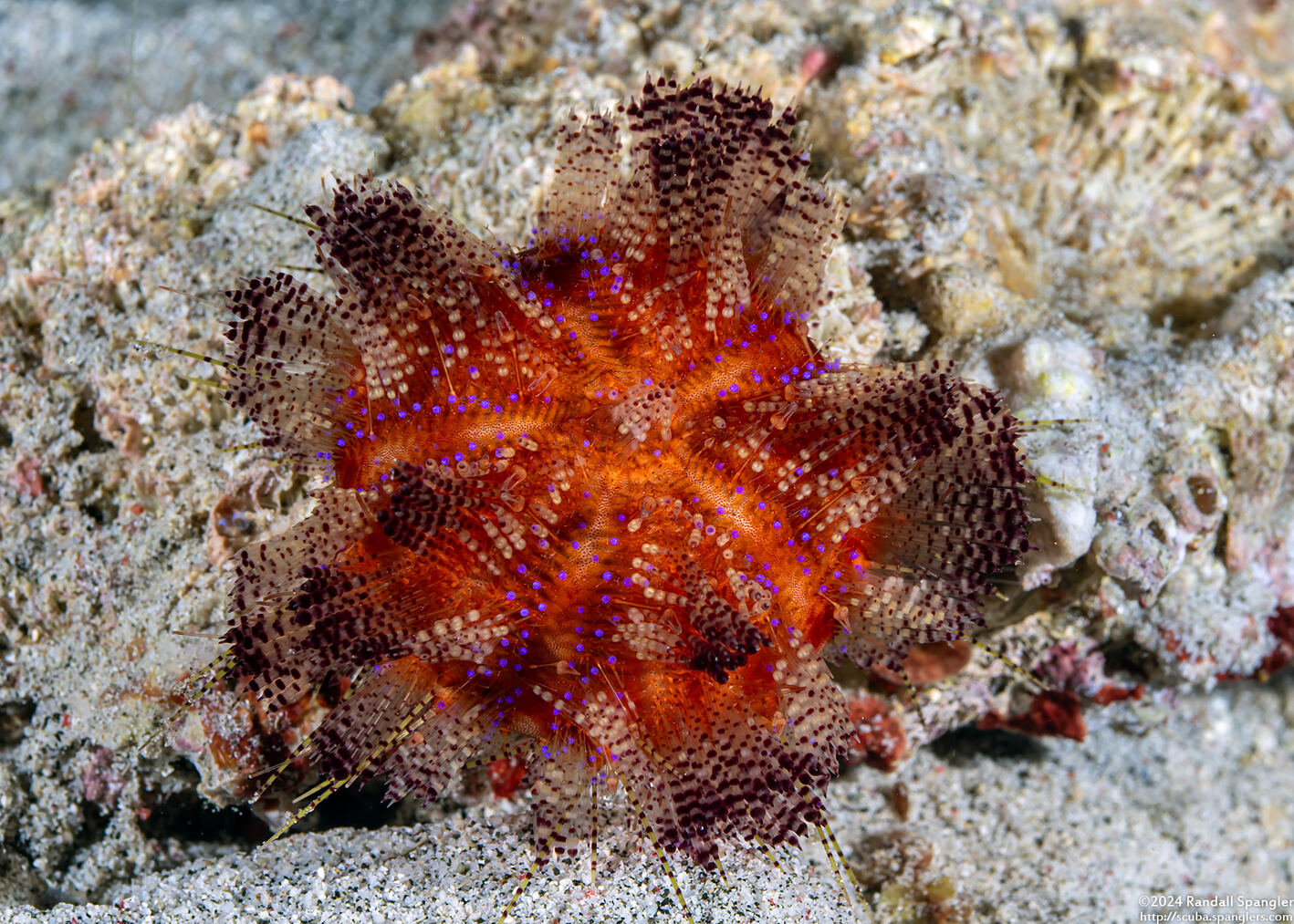 Asthenosoma varium (Variable Fire Urchin)