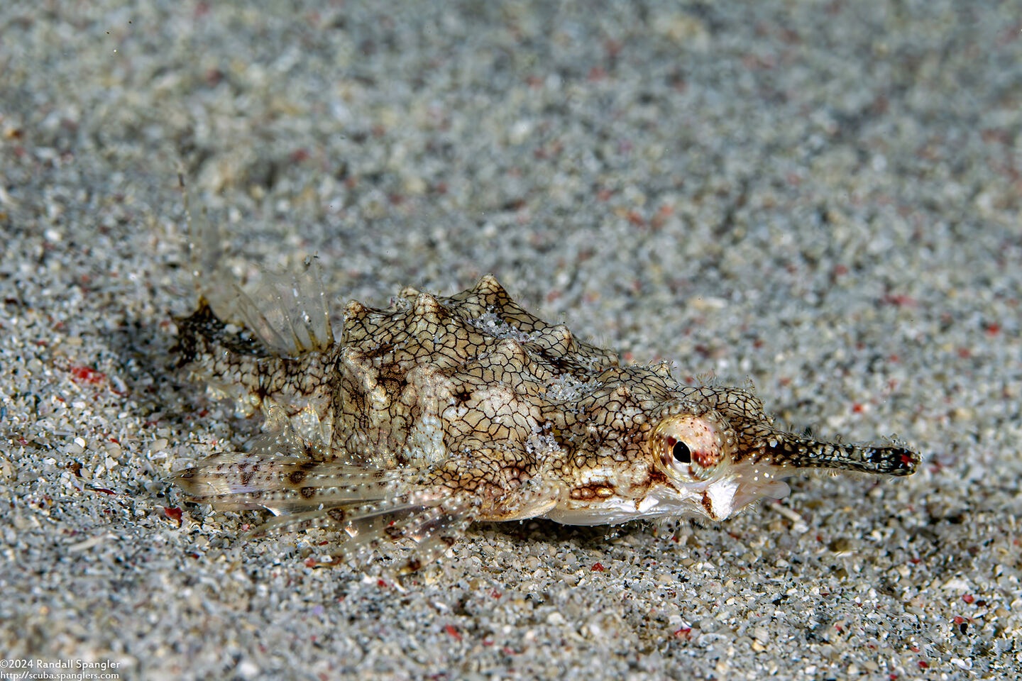 Eurypegasus draconis (Dragon Sea Moth)