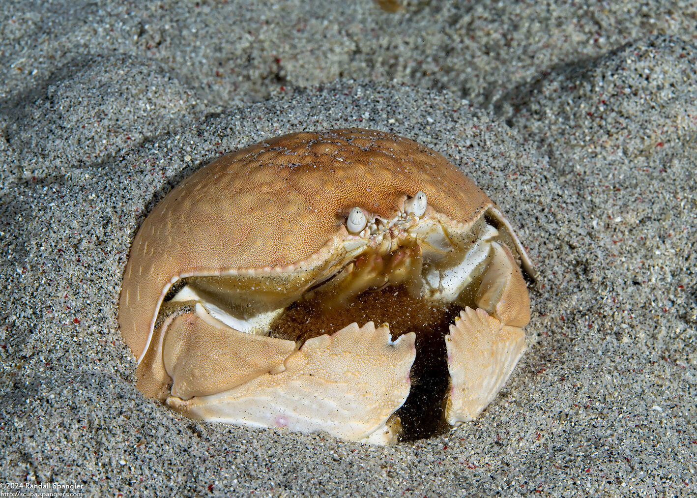 Calappa calappa (Giant Box Crab); With eggs