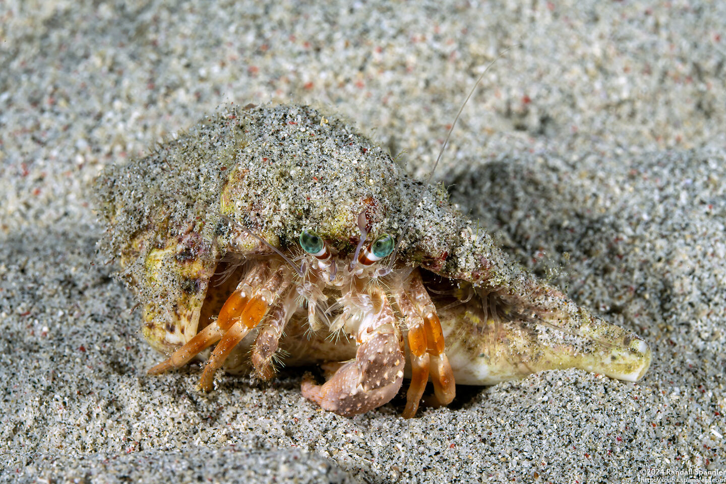 Dardanus pedunculatus (Anemone Hermit Crab)