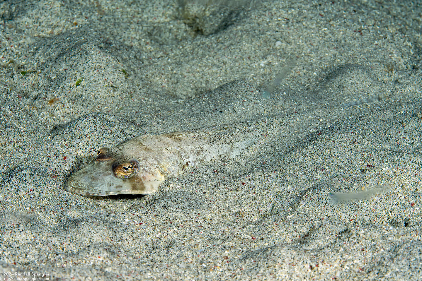 Thysanophyrs celebica (Celebes Flathead)