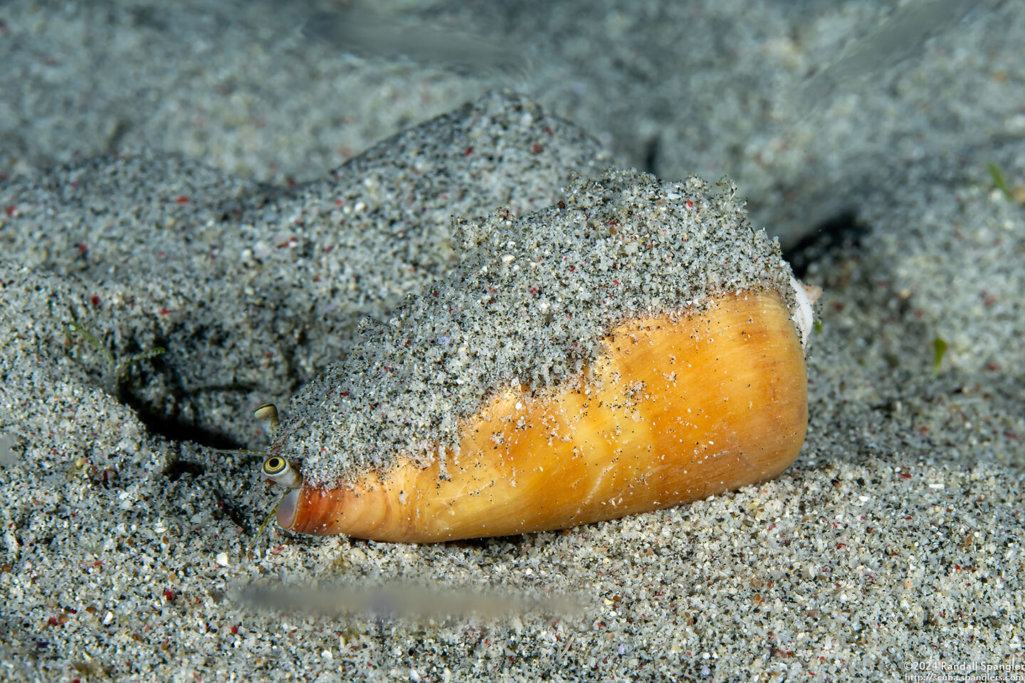 Conomurex luhuanus (Blood Mouth Conch)