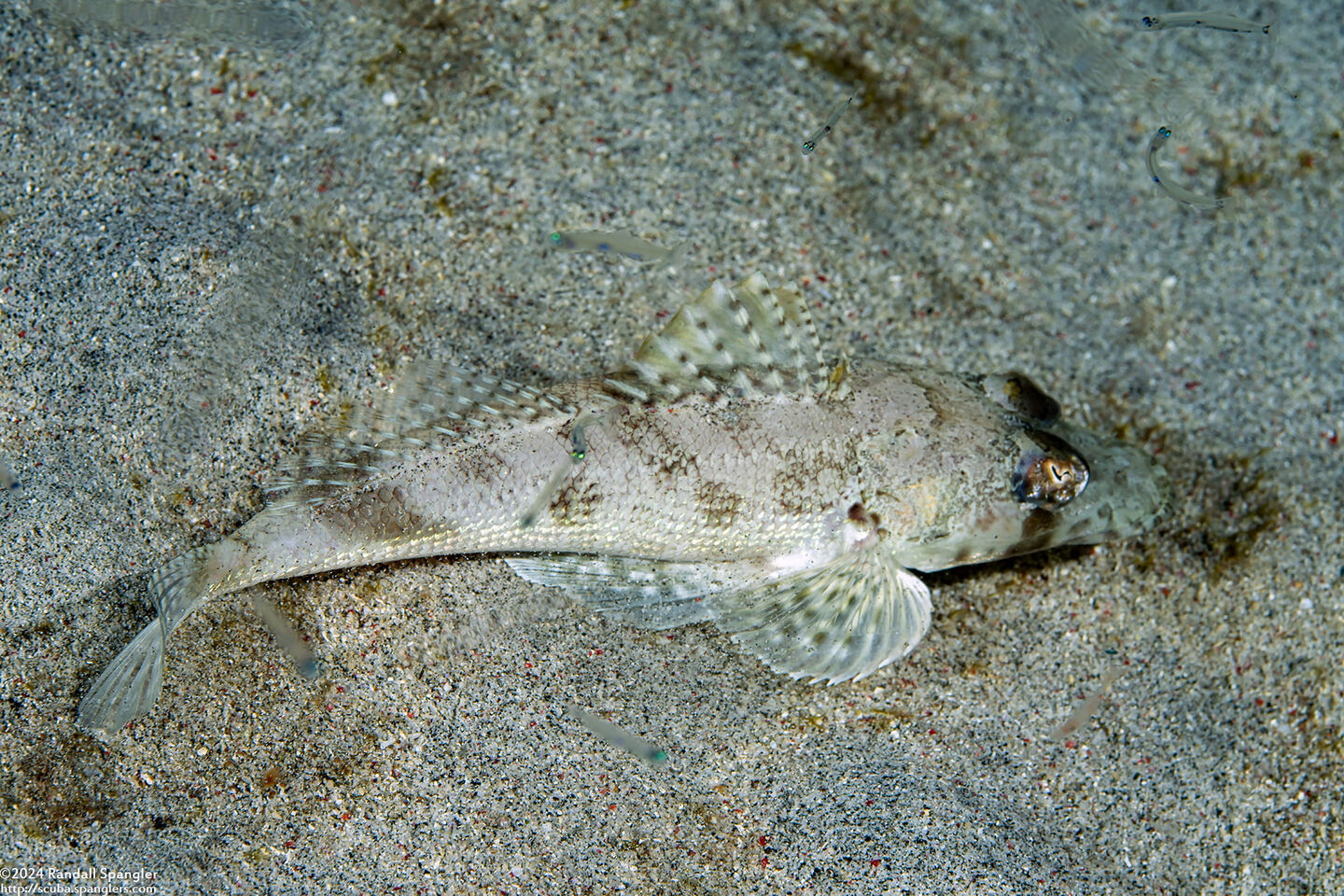 Thysanophyrs celebica (Celebes Flathead)