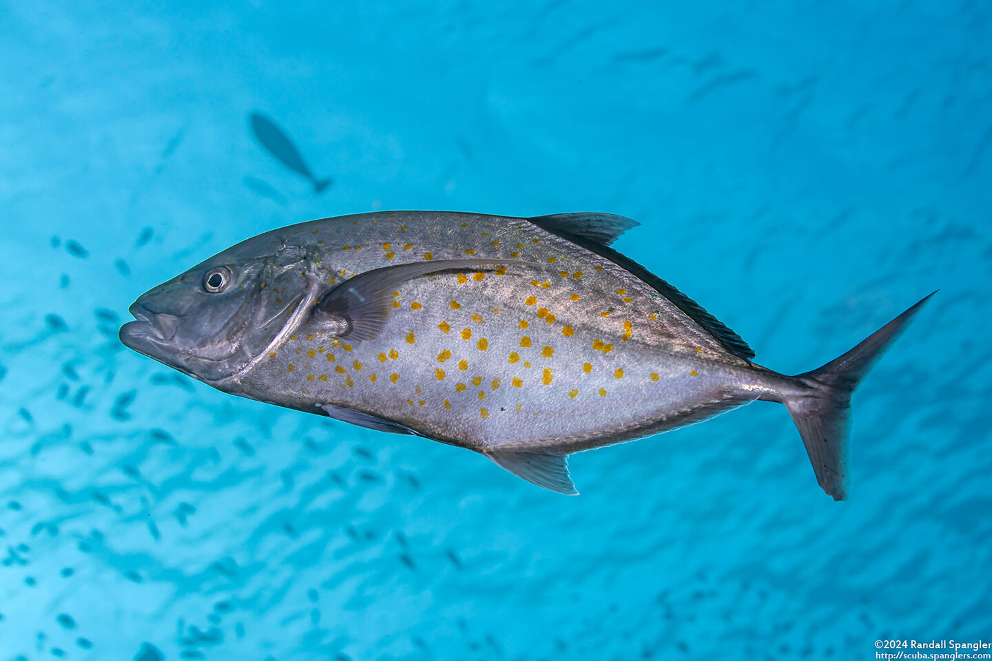 Carangoides bajad (Orange-Spotted Trevally)