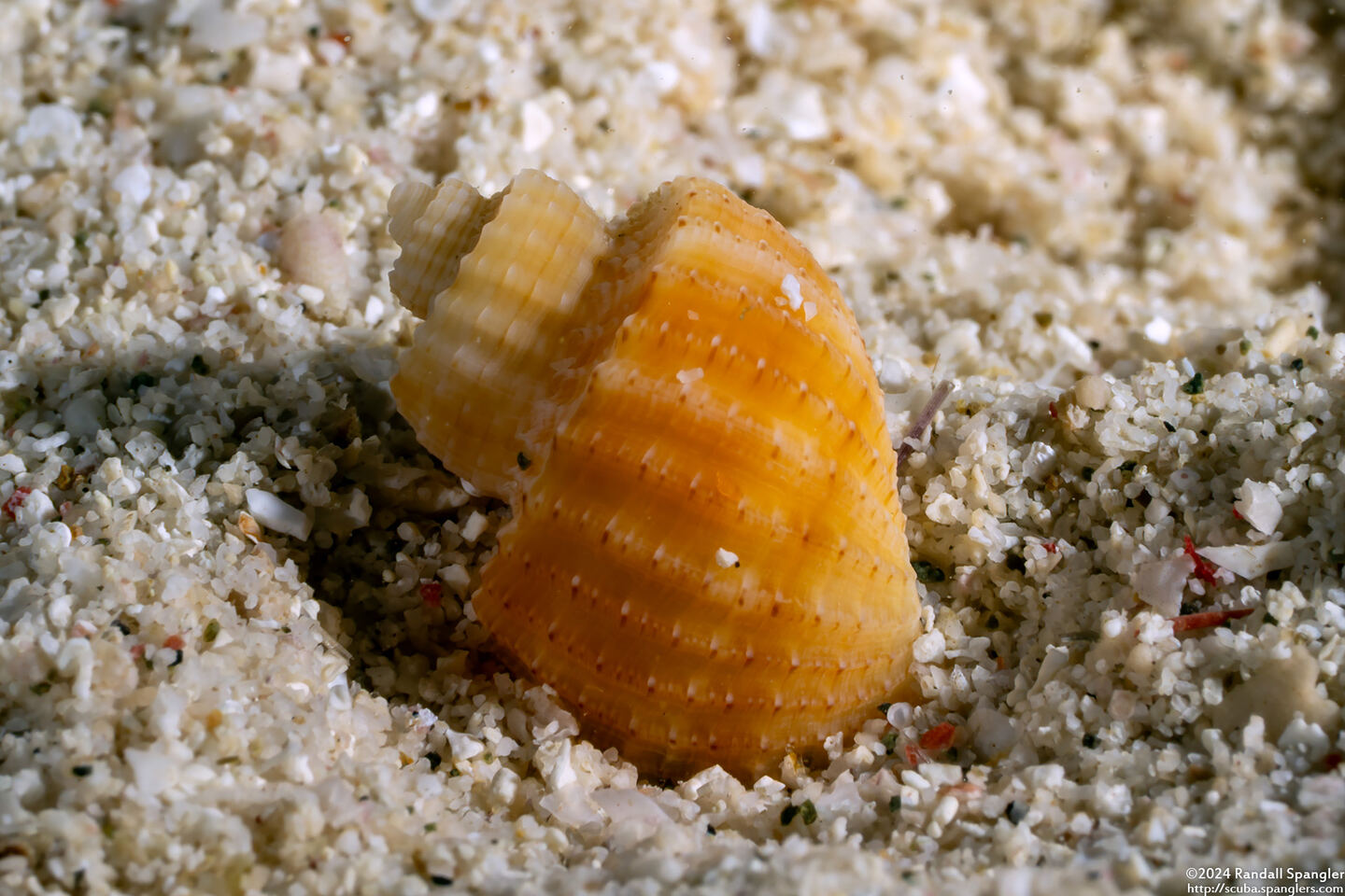 Scalptia contabulata (Tabulate Nutmeg Shell)