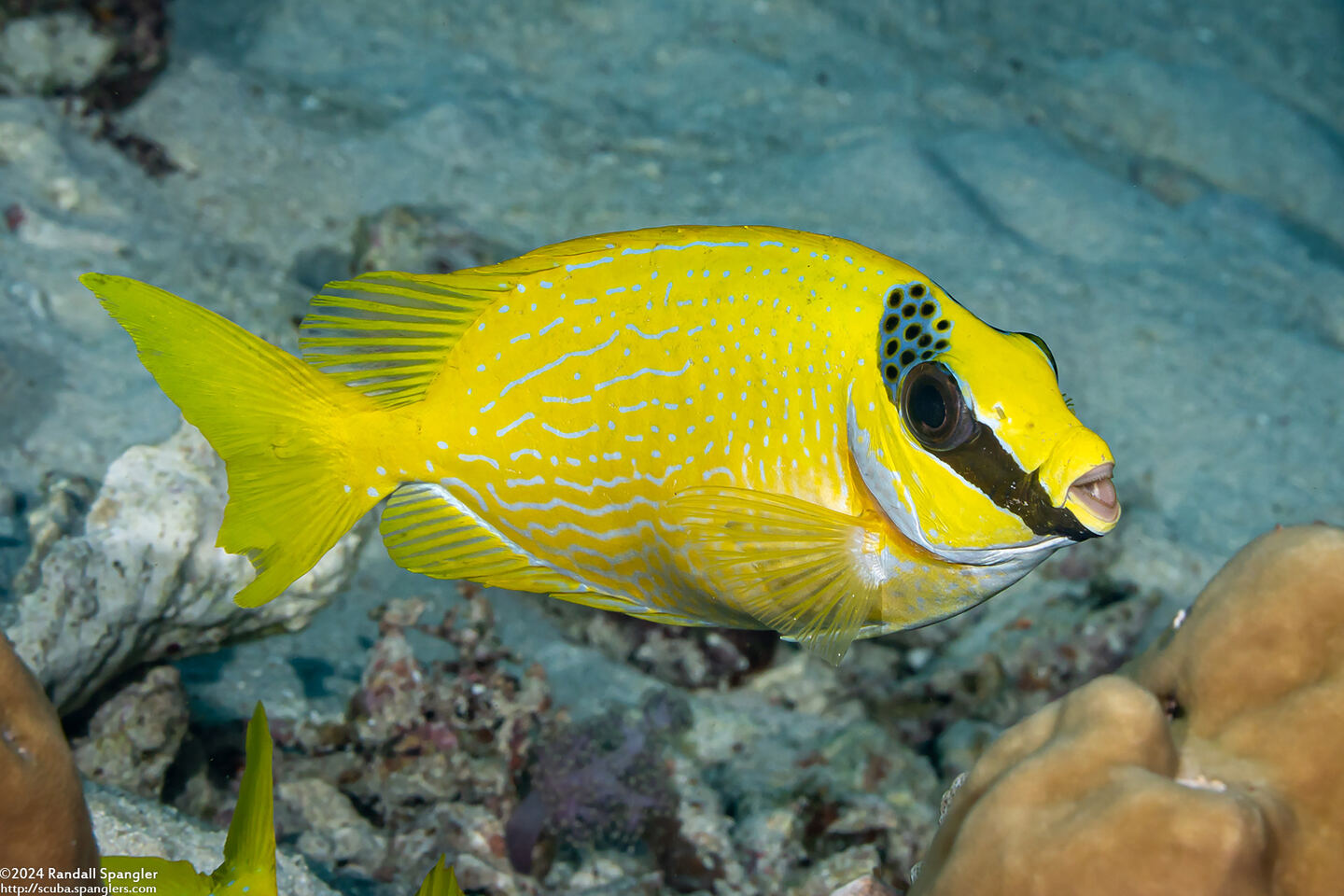 Siganus puellus (Masked Rabbitfish)