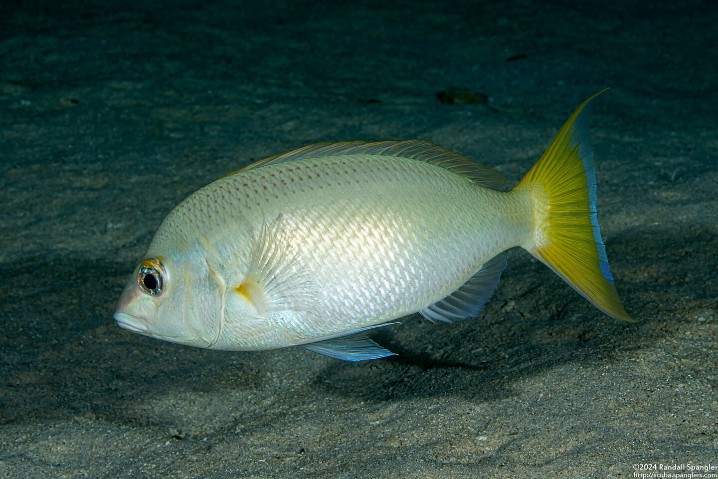 Scolopsis affinis (Pale Monocle Bream)