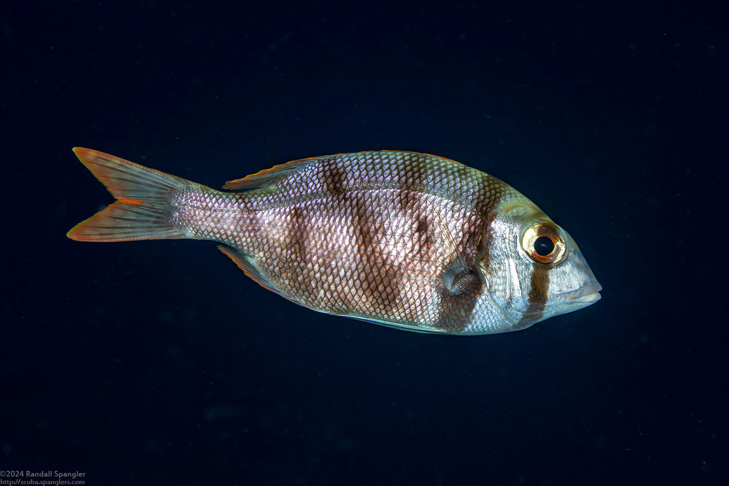 Gymnocranius griseus (Gray Large-Eye Bream)