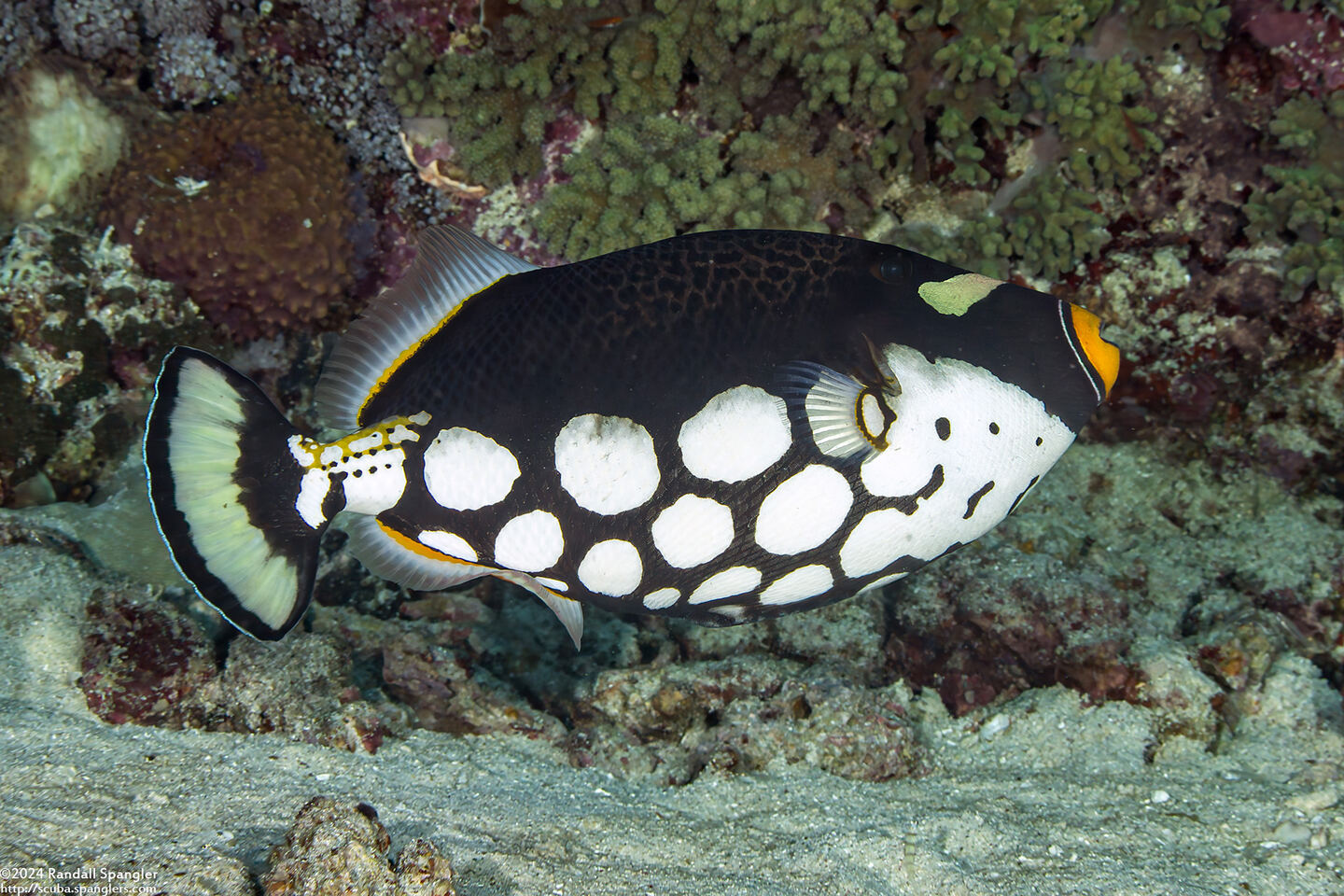 Balistoides conspicillum (Clown Triggerfish)