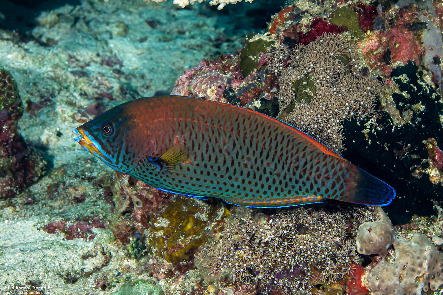 Pseudodax moluccanus (Chiseltooth Wrasse)