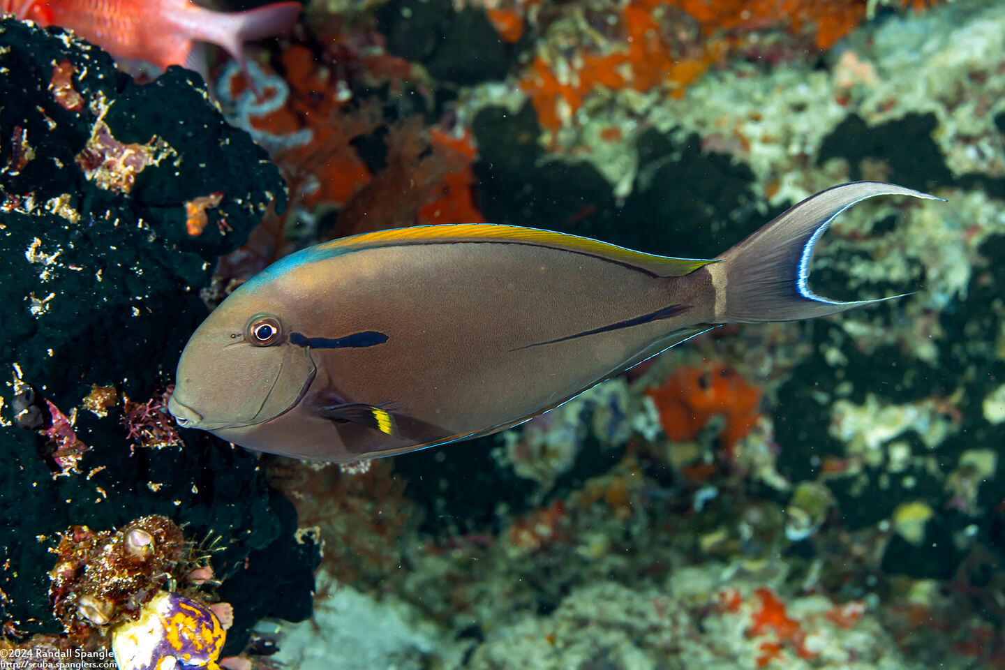 Acanthurus nigricauda (Blackstreak Surgeonfish)