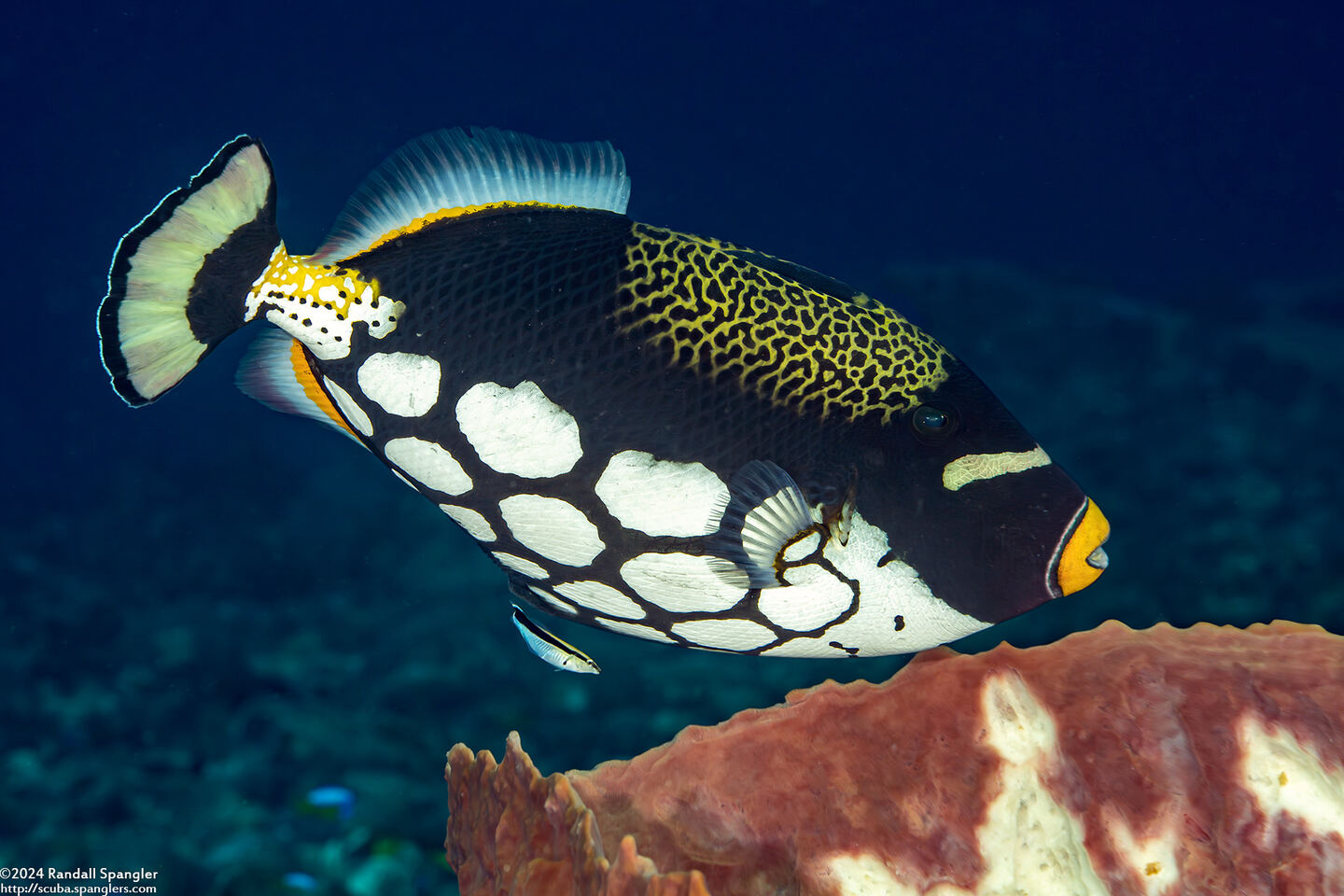 Balistoides conspicillum (Clown Triggerfish)