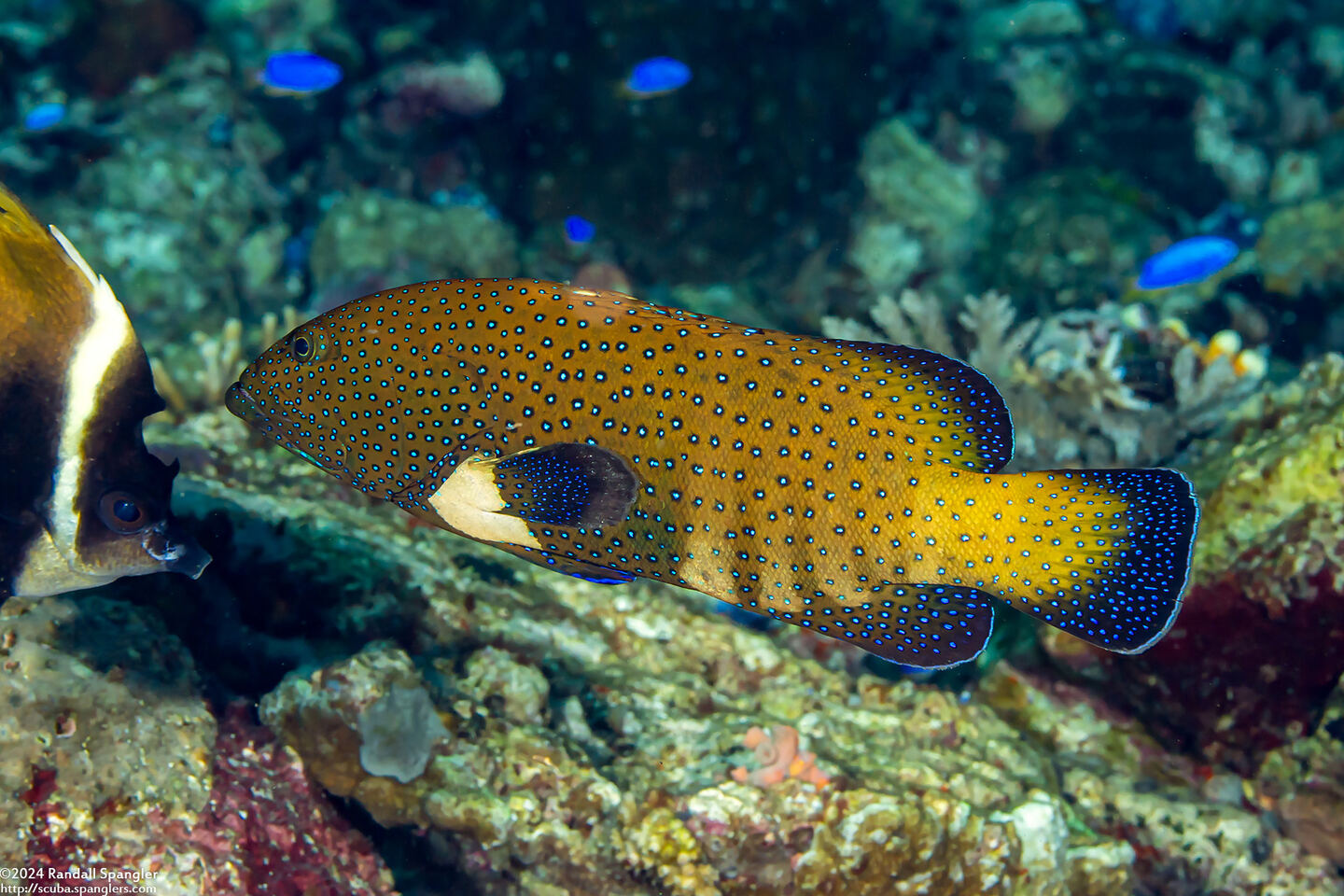 Cephalopholis argus (Peacock Grouper)