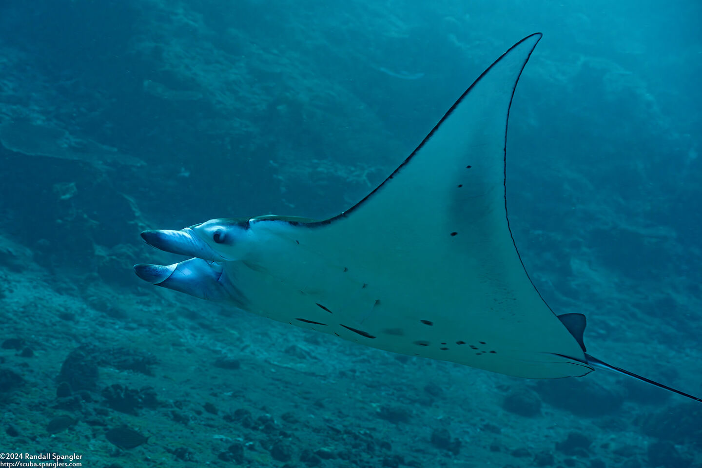 Mobula alfredi (Coastal Manta Ray)