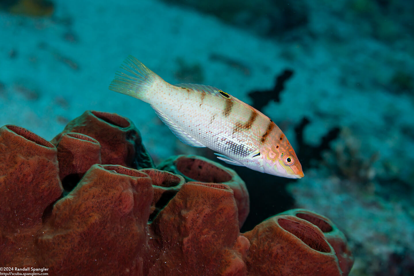 Coris batuensis (Batu Coris)