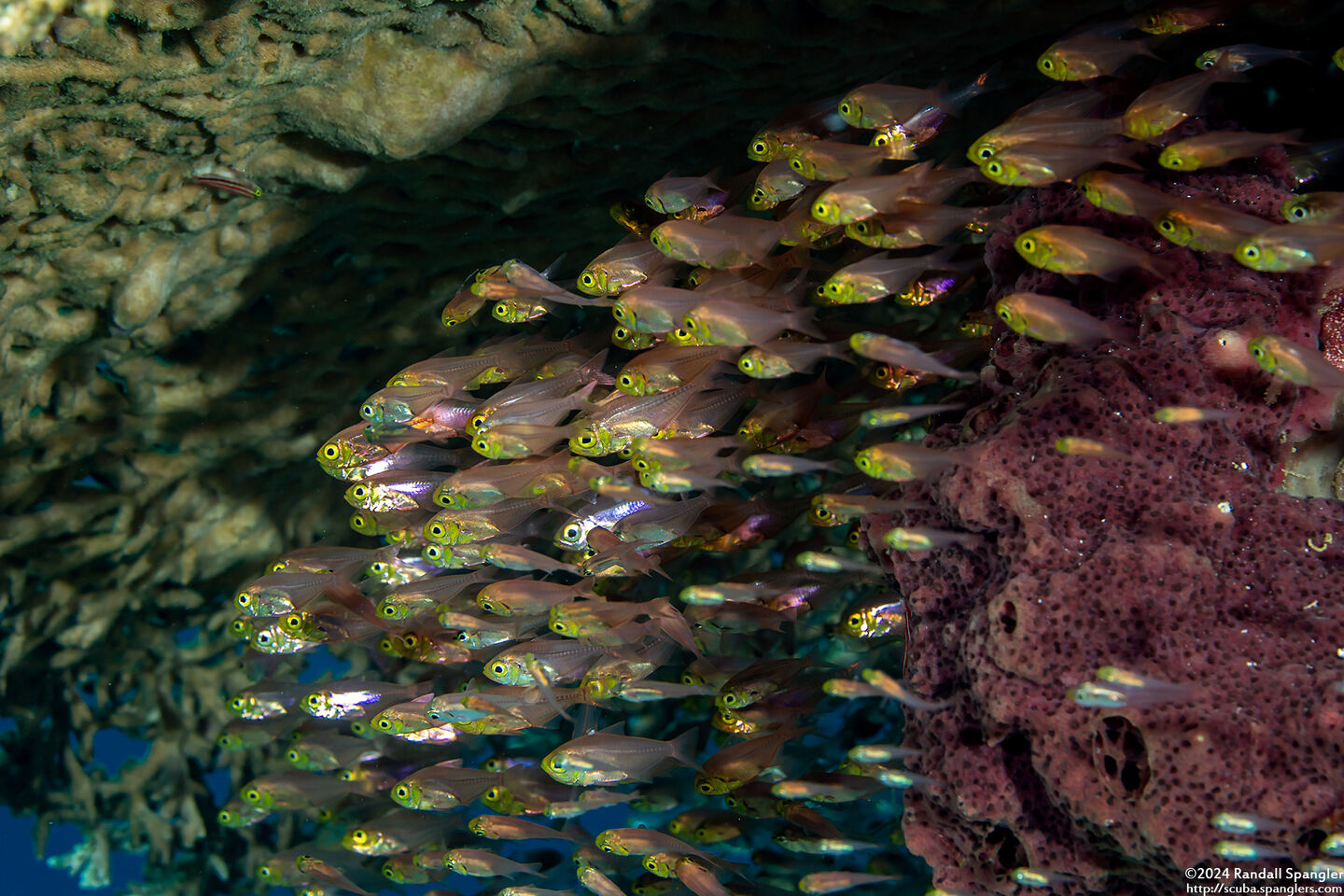 Parapriacanthus ransonneti (Golden Sweeper)