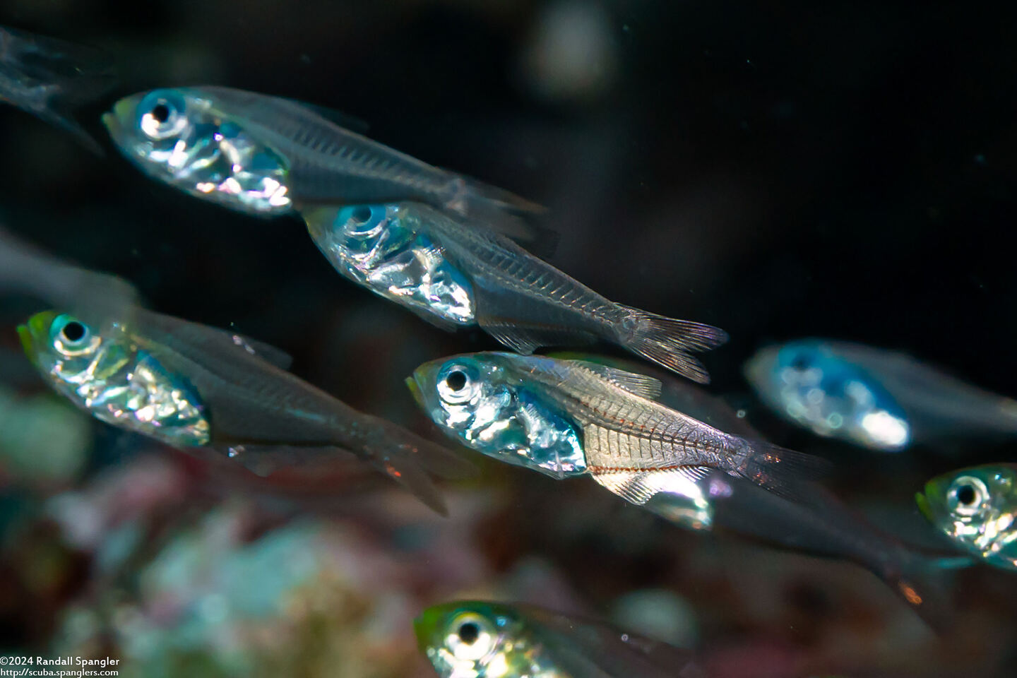 Parapriacanthus ransonneti (Golden Sweeper)