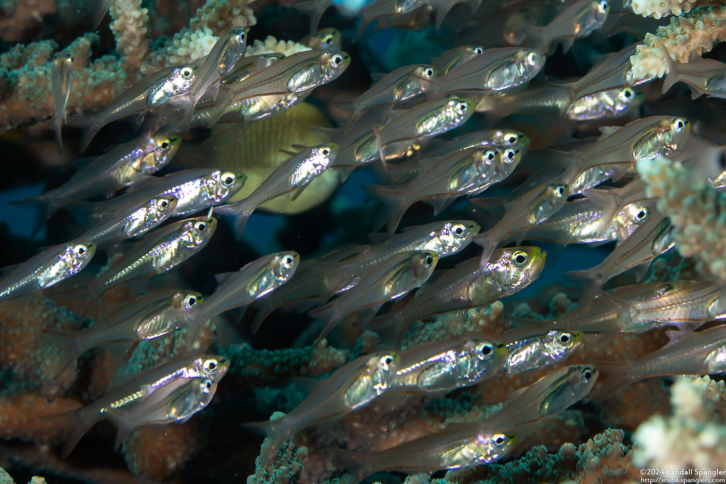 Parapriacanthus ransonneti (Golden Sweeper)