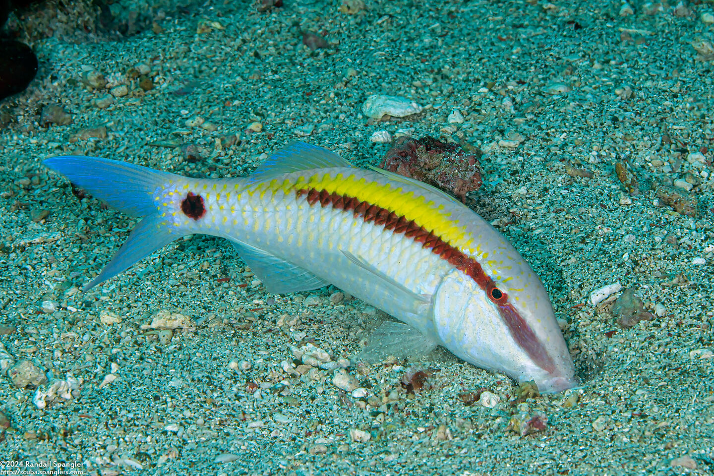 Parupeneus barberinus (Dash-Dot Goatfish)