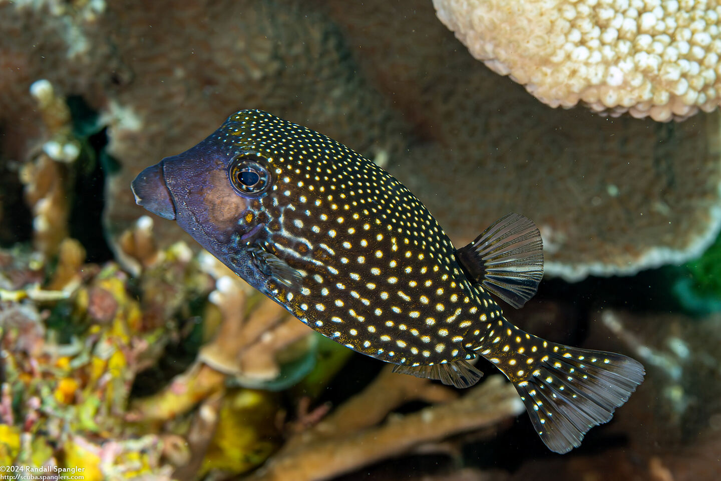 Ostracion meleagris (Spotted Boxfish); Transitioning from female to male