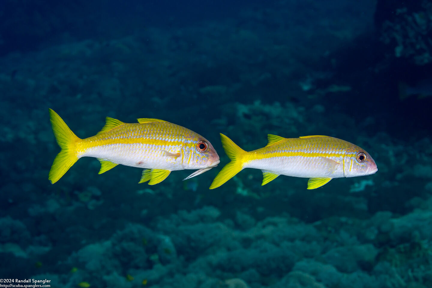 Mulloidichthys vanicolensis (Yellowfin Goatfish)