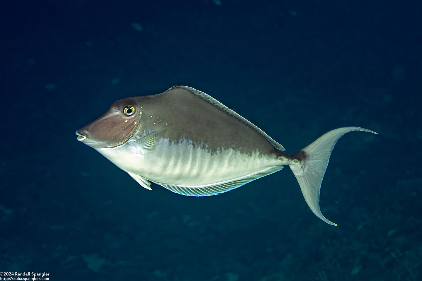 Naso brachycentron (Humpback Unicornfish)