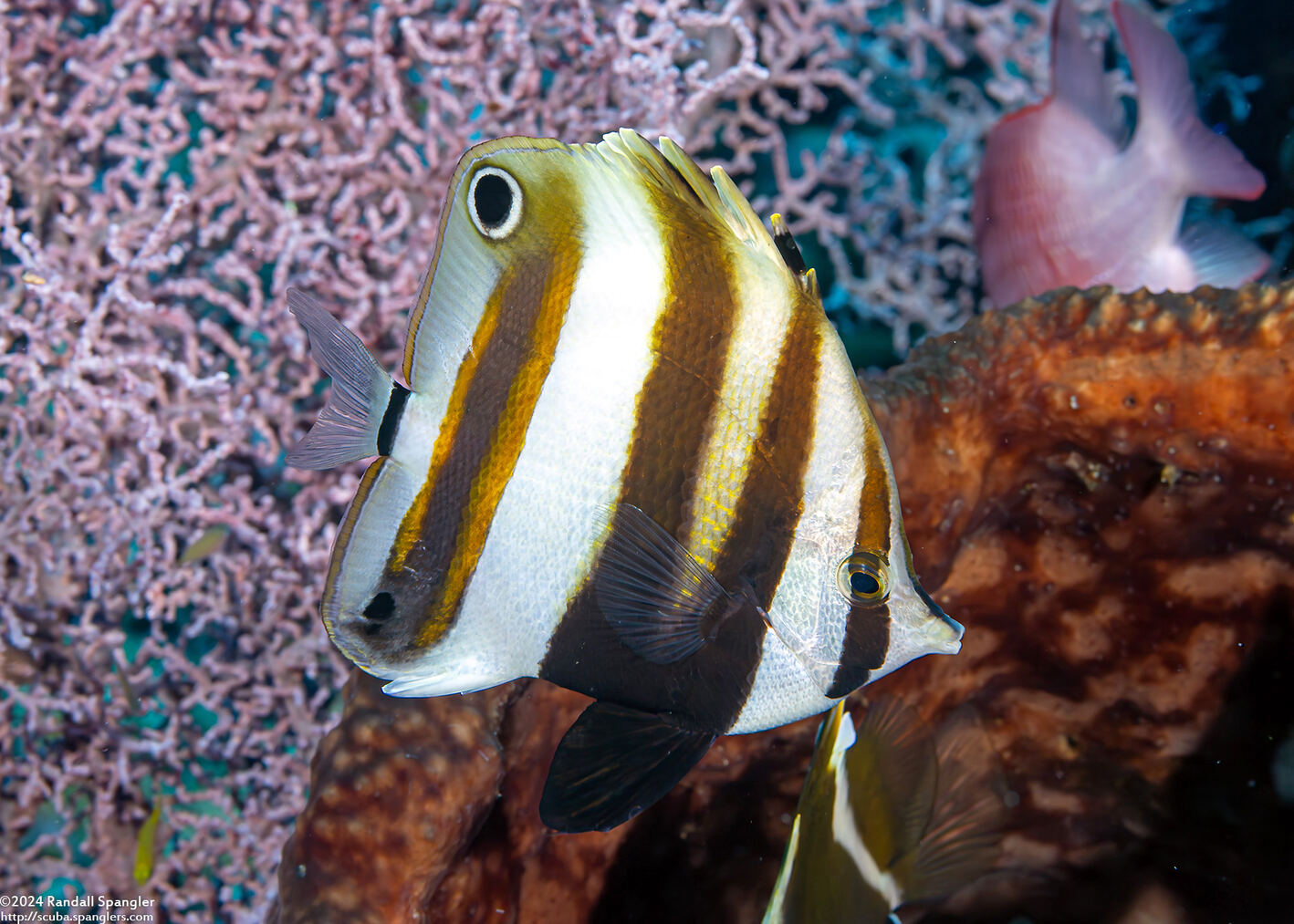 Coradion melanopus (Two-Eyed Coralfish)