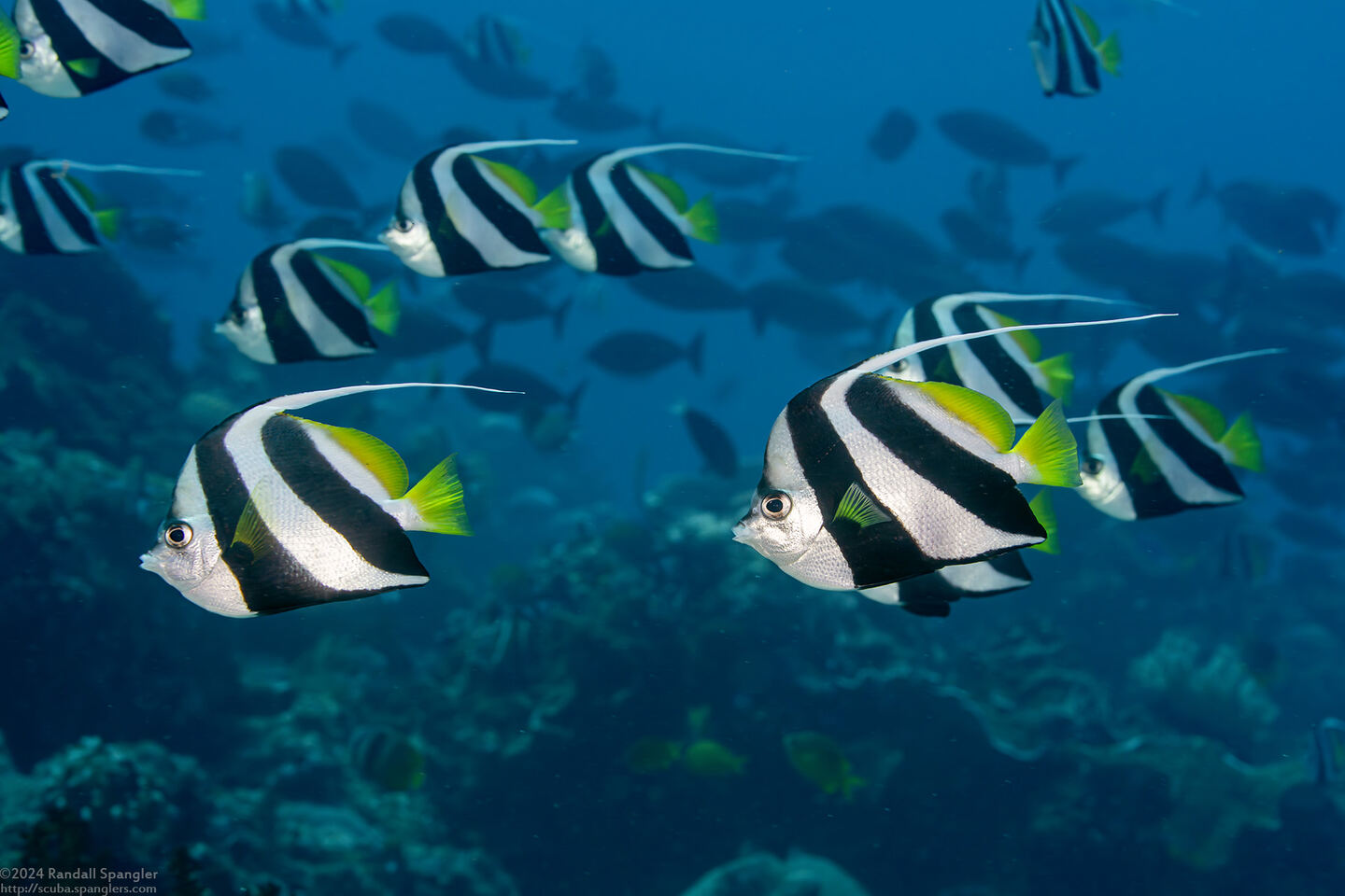 Heniochus diphreutes (Schooling Bannerfish)