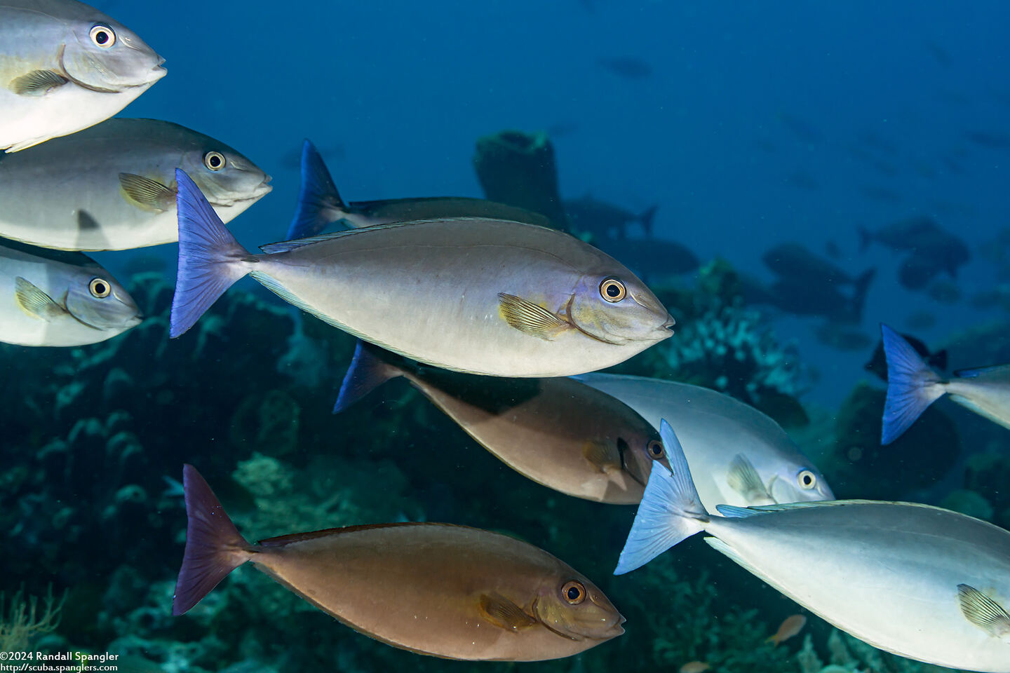 Naso hexacanthus (Sleek Unicornfish)