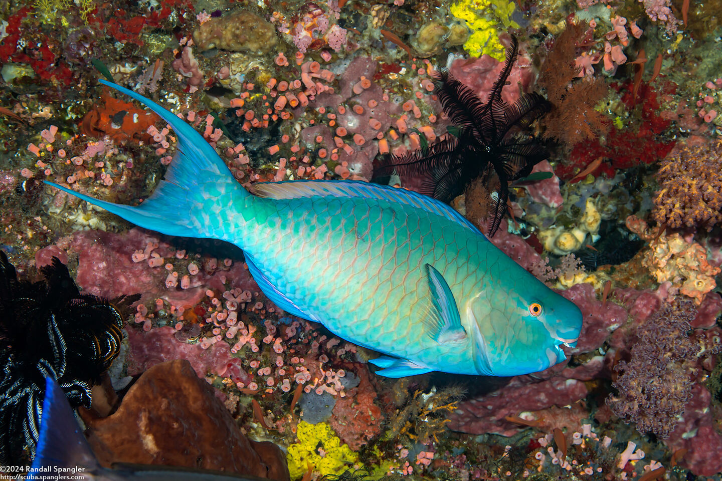 Scarus rubroviolaceus (Redlip Parrotfish)