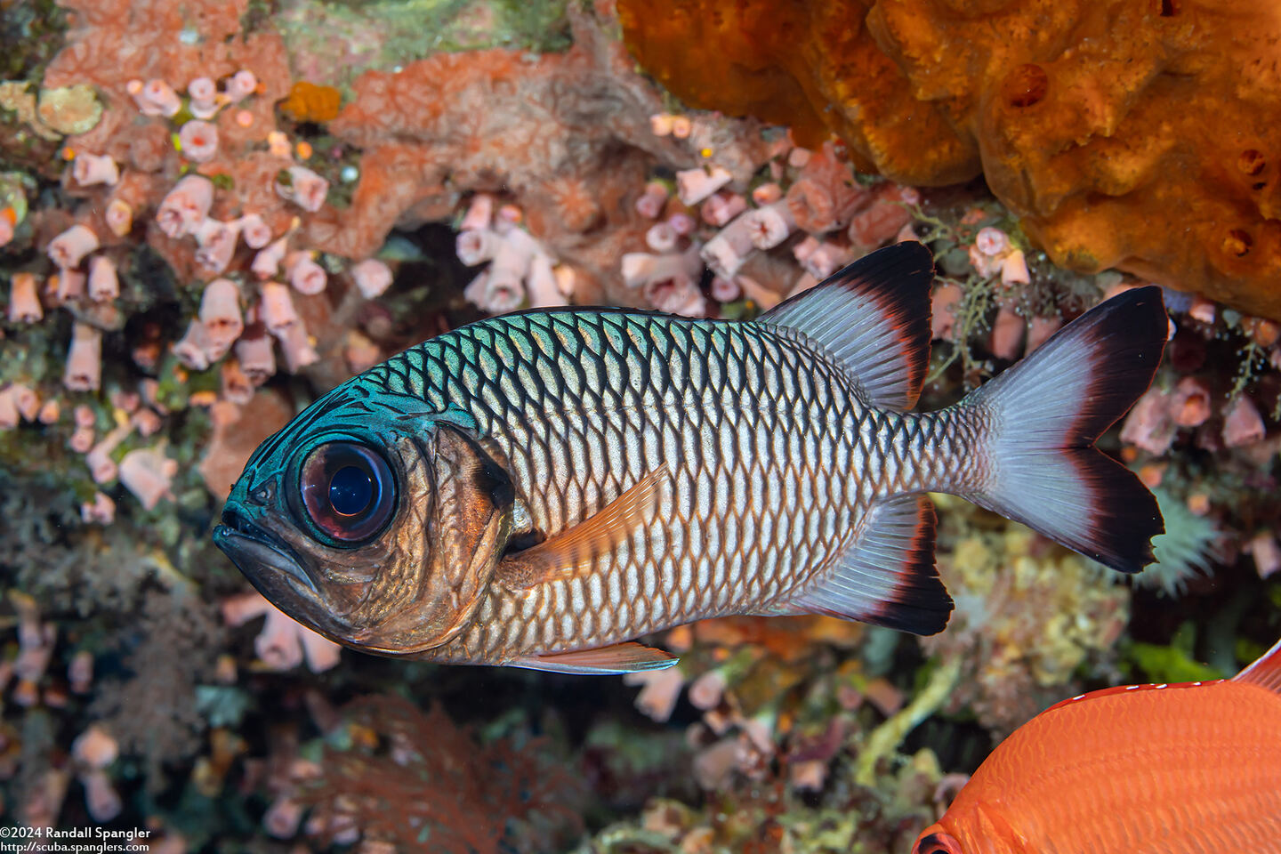 Myripristis adusta (Shadowfin Soldierfish)