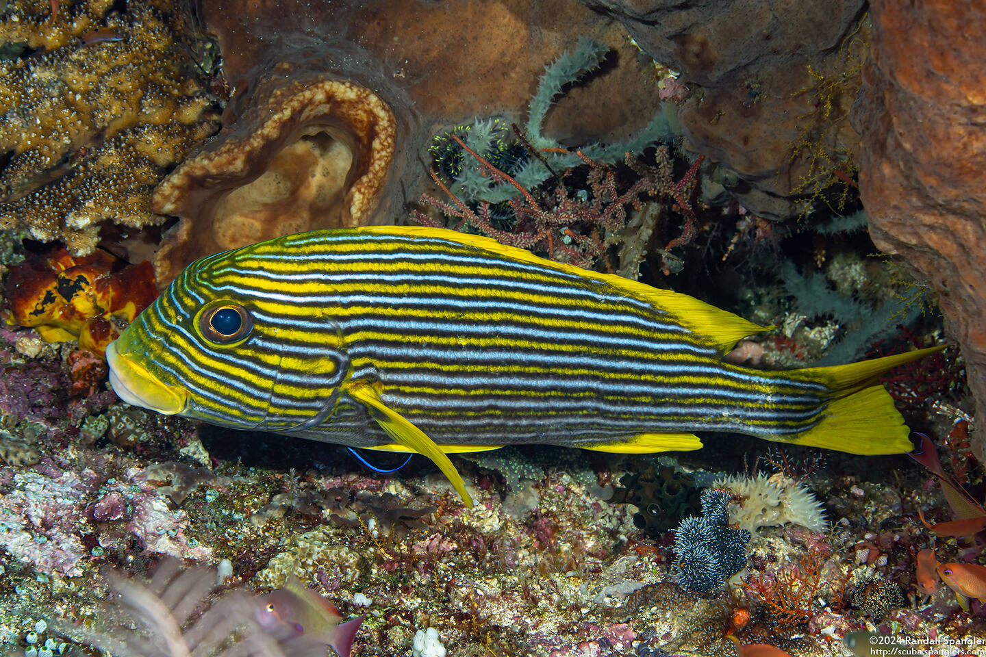 Plectorhinchus polytaenia (Ribbon Sweetlips)